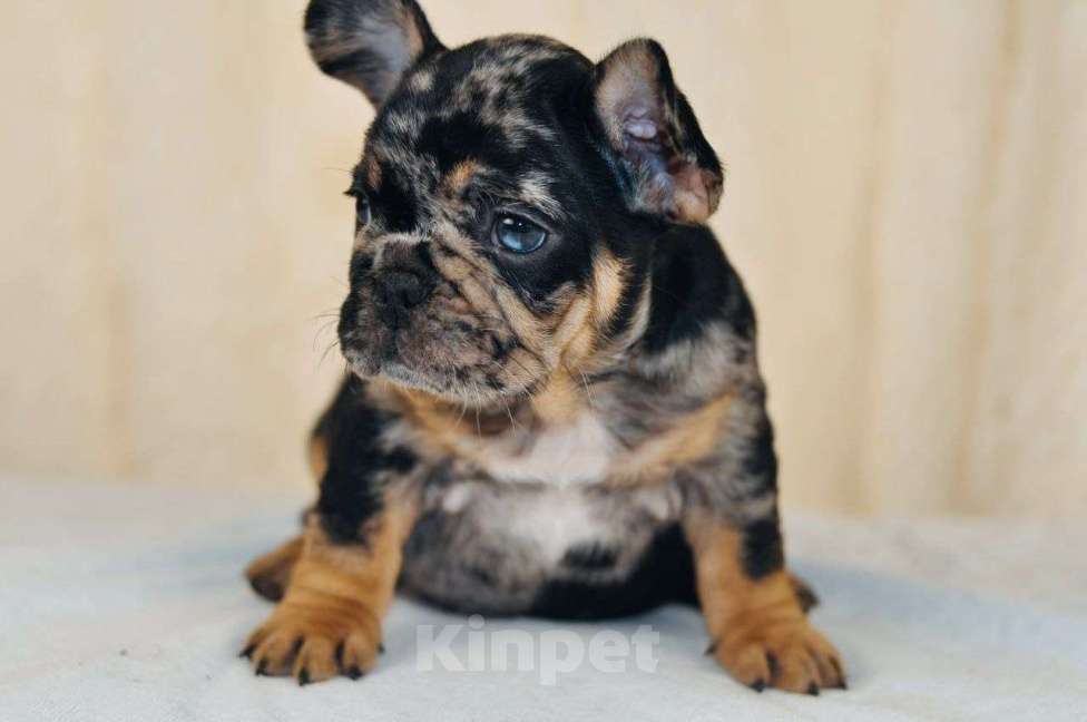 Собаки в Москве: Девочка чёрный мерле тан Девочка, Бесплатно - фото 1