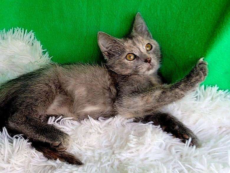 Кошки в Туле: Котенок-девочка в дар Девочка, Бесплатно - фото 1