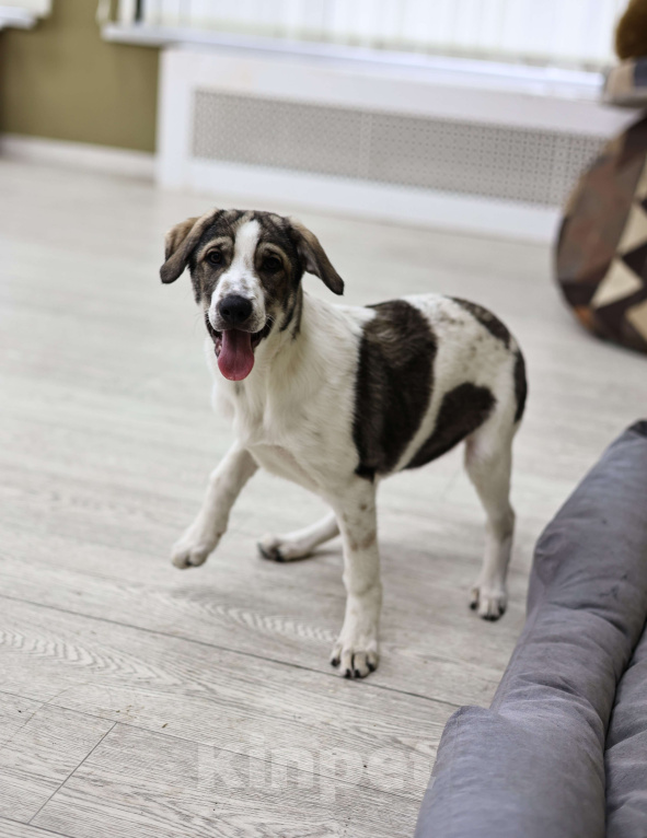 Собаки в Москве: Щенок в добрые руки бесплатно Москва Девочка, Бесплатно - фото 3