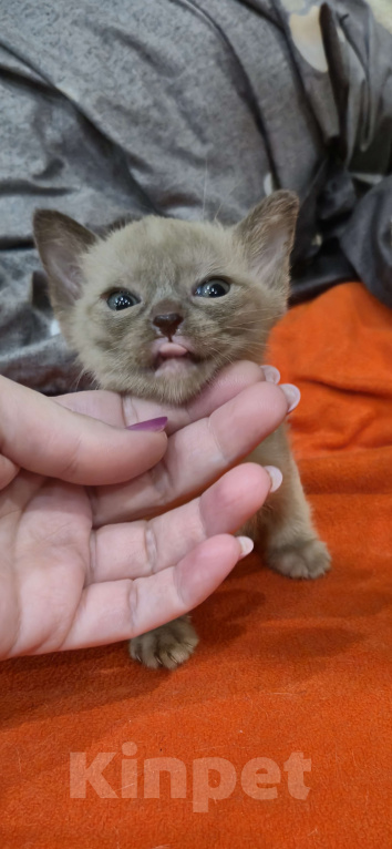 Кошки в Ступино: Бурманские котята Разнополые, 25 000 руб. - фото 1