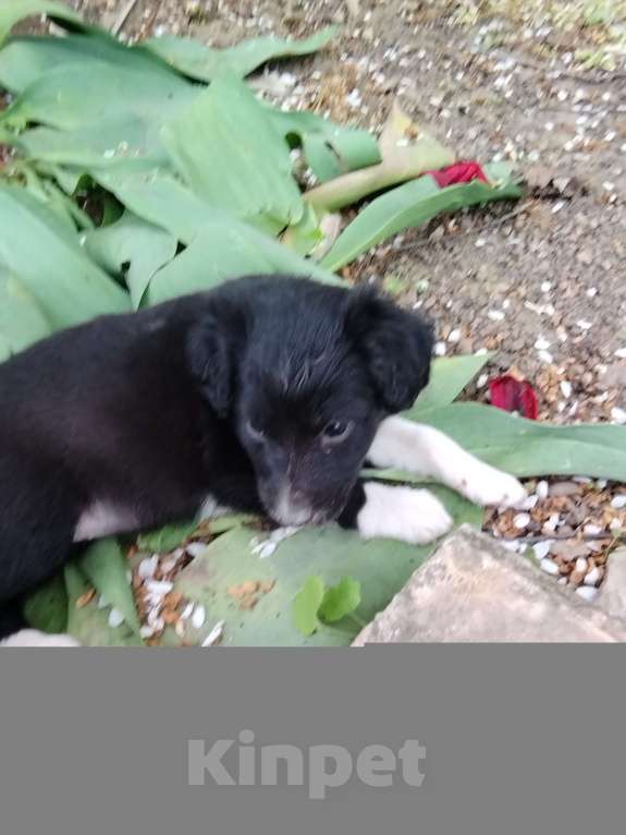 Собаки в Ипатово: Отдам в добрые руки Девочка, Бесплатно - фото 3