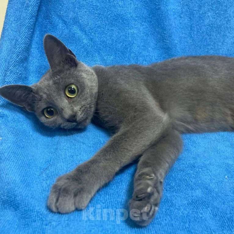 Кошки в Москве: Думушке очень нужен дом Девочка, Бесплатно - фото 2