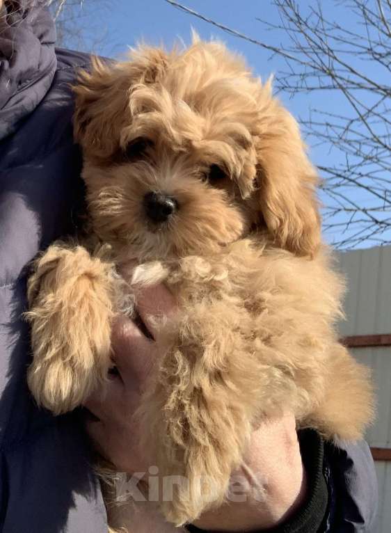 Собаки в Санкт-Петербурге: Мальтипу рыжая чудо девочка ! Девочка, 130 000 руб. - фото 2