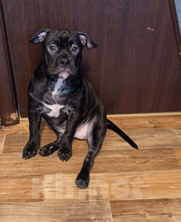 Собаки в Москве: Щенки американского булли  Девочка, 65 000 руб. - фото 4