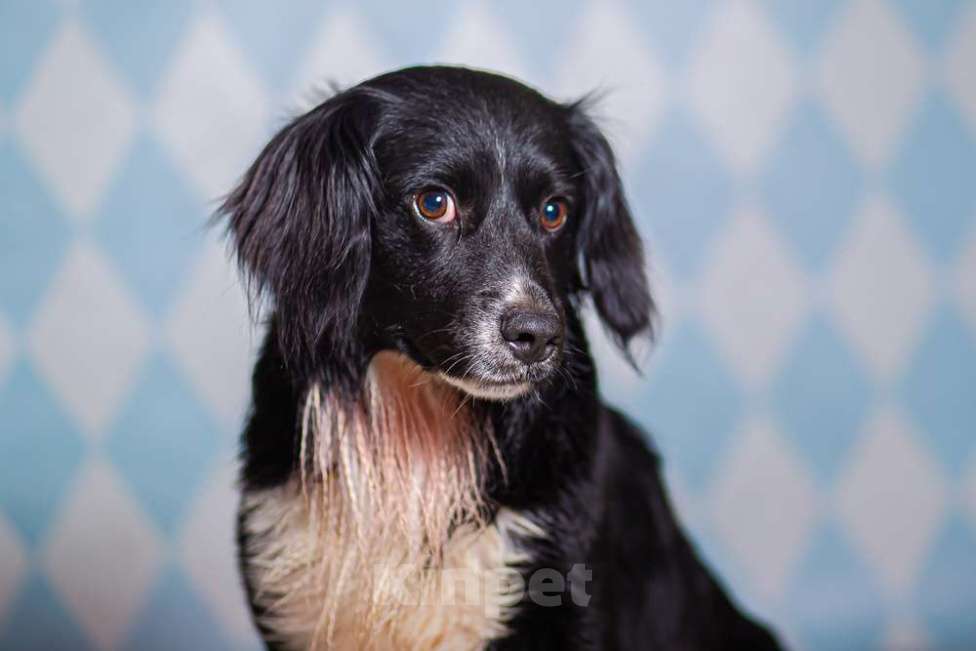 Собаки в Москве: Черный спаниель Таис в добрые руки Мальчик, 1 руб. - фото 2