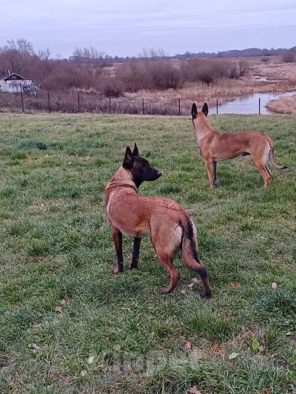 Собаки в других городах Калининградской области: Продам щенков бельгийской овчарки (маленуа) Мальчик, 20 000 руб. - фото 6