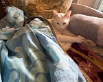 Кошки в Астрахани: Отдам кота Мальчик, Бесплатно - фото 1