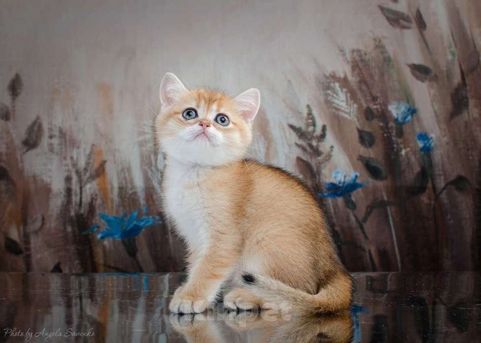 Кошки в Красноярске: Шотландский мальчик,окрас золотая шиншилла Мальчик, 25 000 руб. - фото 5