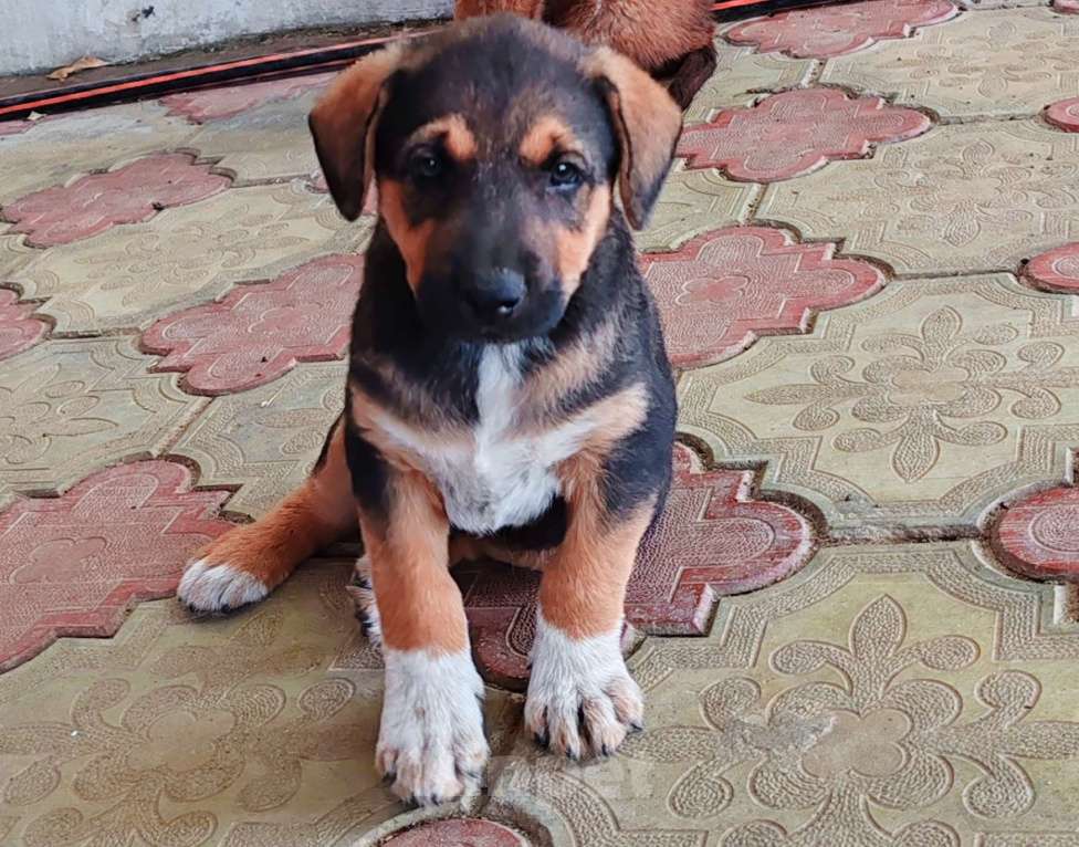 Собаки в Краснодаре: Отдам щенка в добрые руки Мальчик, Бесплатно - фото 1