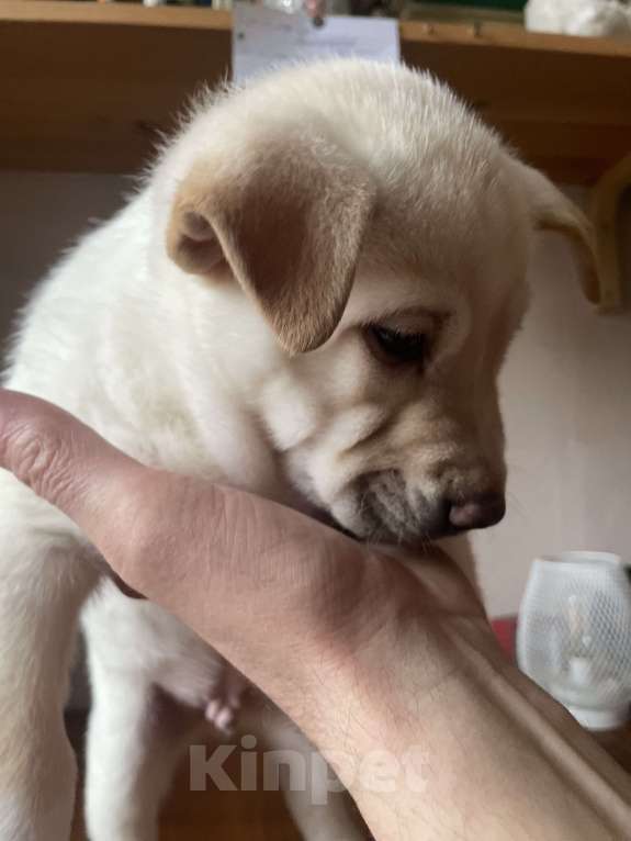 Собаки в Челябинске: Император  Мальчик, Бесплатно - фото 3