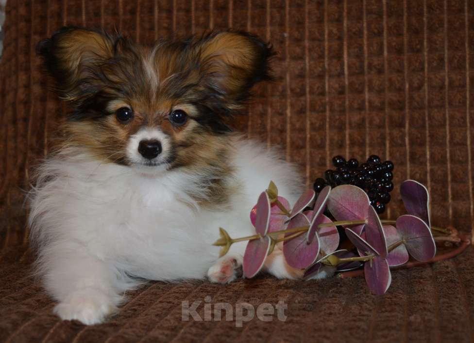 Собаки в Москве: Рыжий мальчик папийона Мальчик, 50 000 руб. - фото 4