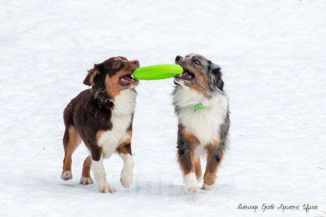Собаки в Рязани: Питомник РКФ Браво Ларисто Мальчик, 100 000 руб. - фото 4
