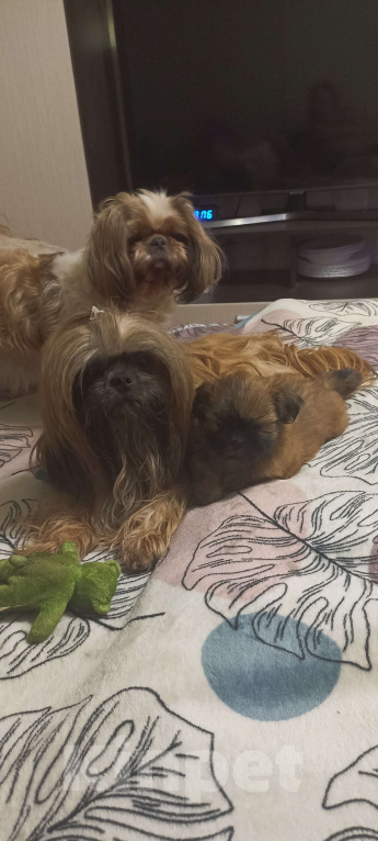 Собаки в Санкт-Петербурге: Девочка ши-тцу золото в черной маске Девочка, 50 000 руб. - фото 2