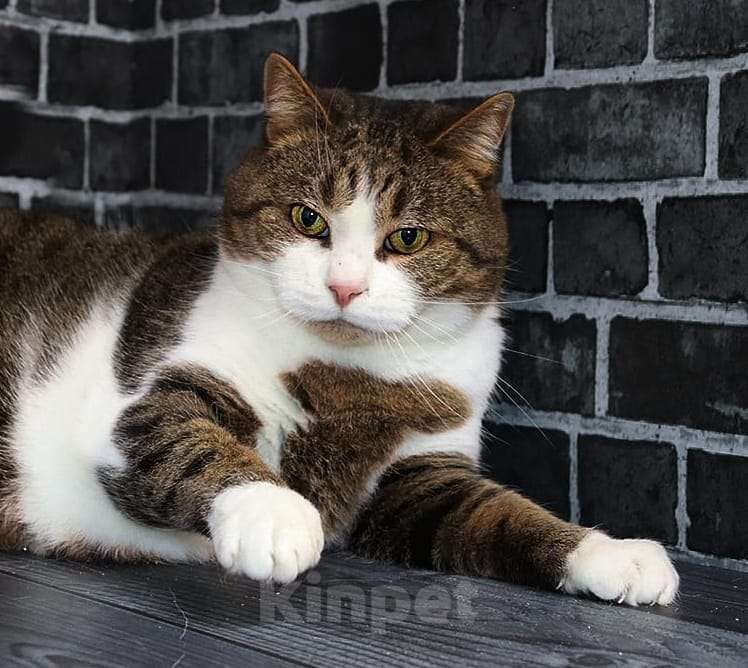 Кошки в Люберцах: Ищет дом Мирон Мальчик, Бесплатно - фото 1