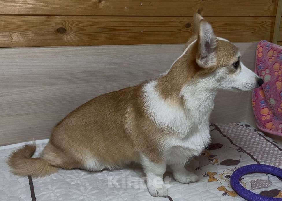 Собаки в Москве: Вельш корги пемброк девочка с хвостиком Девочка, 25 000 руб. - фото 3