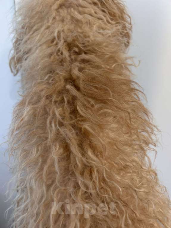 Собаки в Москве: Девочка взрослая Девочка, 350 000 руб. - фото 3