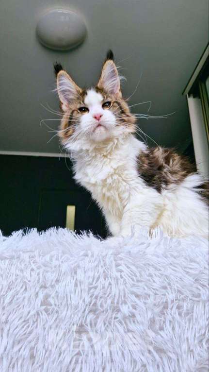 Кошки в Тюмени: котенок мейн кун голубые глаза Девочка, 45 000 руб. - фото 2