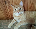 Кошки в Выборге: Милый рыжий котик в дар, 11 мес. Мальчик, Бесплатно - фото 3