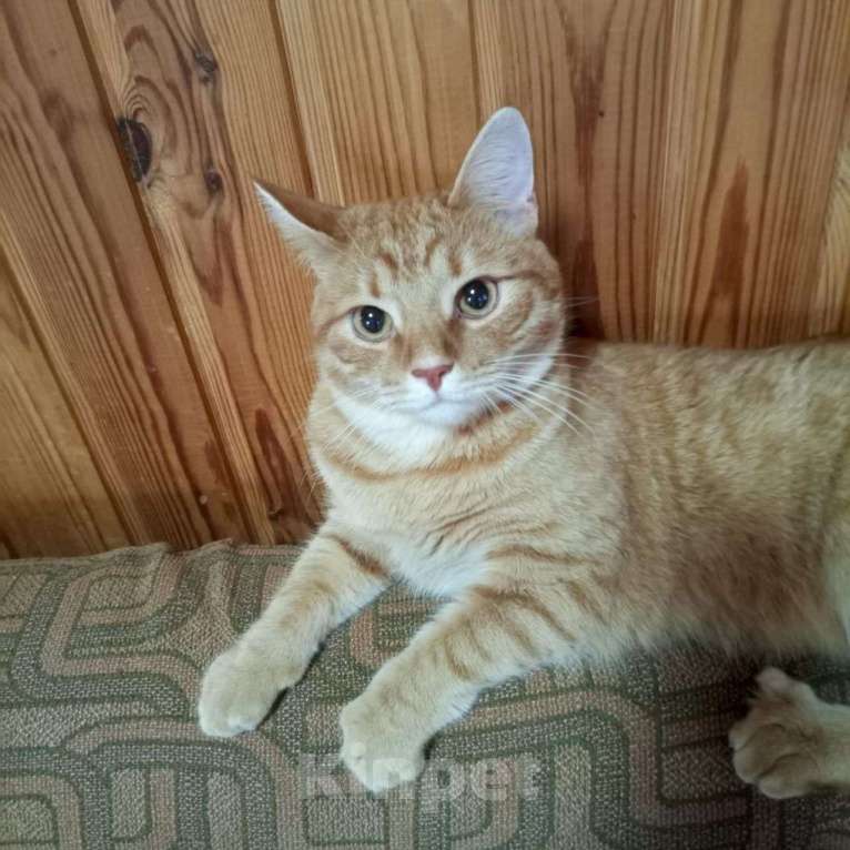 Кошки в Выборге: Милый рыжий котик в дар, 11 мес. Мальчик, Бесплатно - фото 3