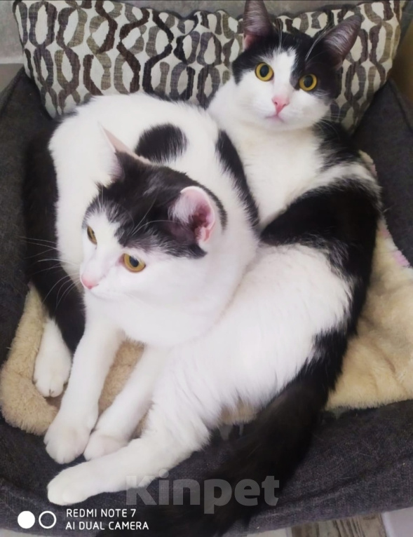 Кошки в Москве: котосчастье в квадрате очень хочет домой  Девочка, 10 руб. - фото 2