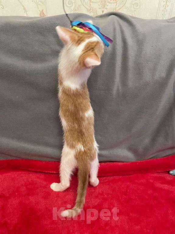 Кошки в Санкт-Петербурге: Солнечный малыш ищет дом Мальчик, Бесплатно - фото 3