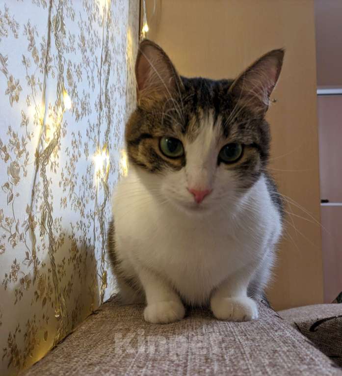 Кошки в Воронеже: котик в добрые руки Мальчик, Бесплатно - фото 3