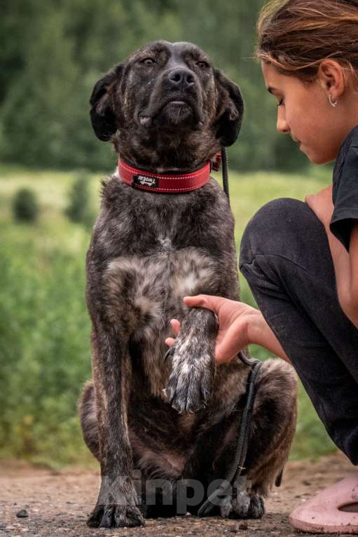 Собаки в других городах Владимирской области: Помесь аланской породы в добрые руки Девочка, Бесплатно - фото 2