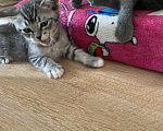 Кошки в Новороссийске: Котятки в добрые руки!!! Разнополые, Бесплатно - фото 5