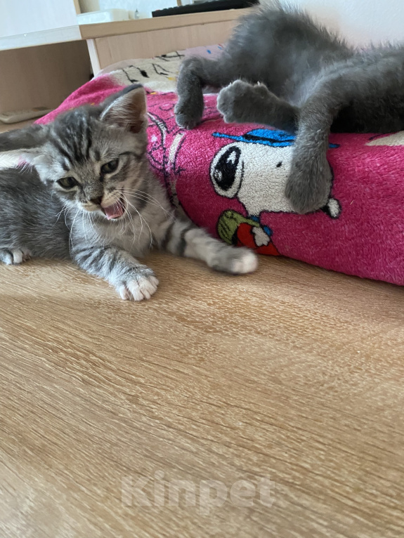 Кошки в Новороссийске: Котятки в добрые руки!!! Разнополые, Бесплатно - фото 5