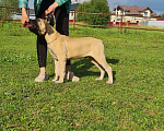 Собаки в Подольске: Щенок бульмастифа Мальчик, Бесплатно - фото 1