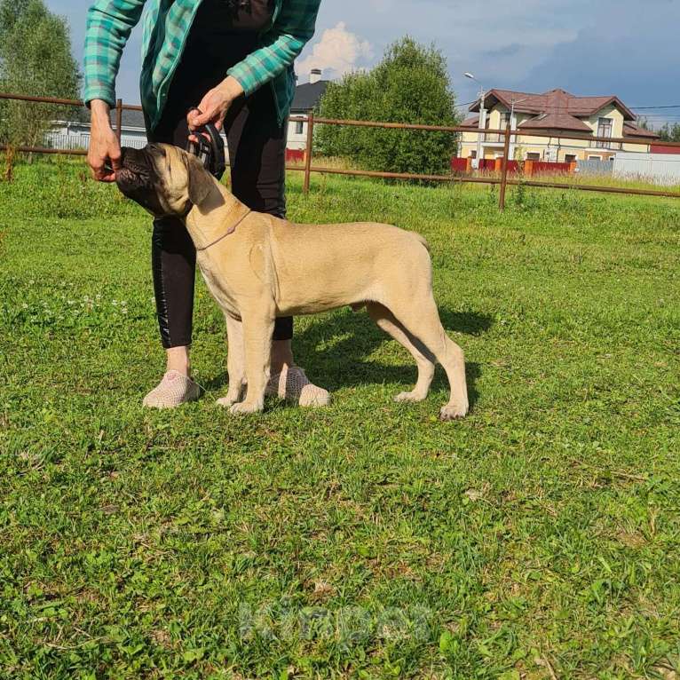 Собаки в Подольске: Щенок бульмастифа Мальчик, Бесплатно - фото 1