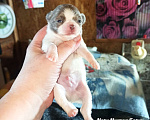Собаки в Санкт-Петербурге: Барин бело лиловый длинношерстный мини чихуахуа Мальчик, 35 000 руб. - фото 6