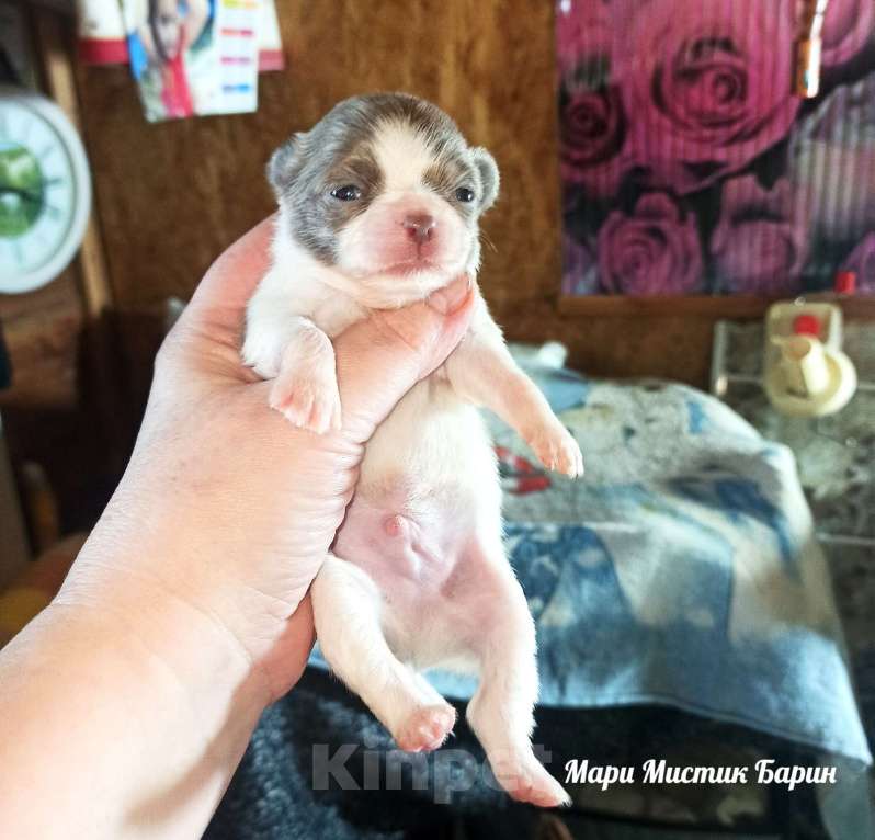 Собаки в Санкт-Петербурге: Барин бело лиловый длинношерстный мини чихуахуа Мальчик, 35 000 руб. - фото 6
