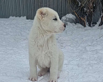 Собаки в Самаре: Белая девочка Мальчик, 30 000 руб. - фото 2