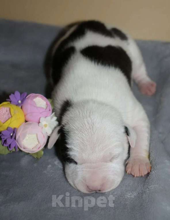 Собаки в Барнауле: Щенки АСТ Мальчик, Бесплатно - фото 1