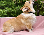 Собаки в Белгороде: Вельш корги Пемброк, щенок, мальчик. Мальчик, 30 000 руб. - фото 2