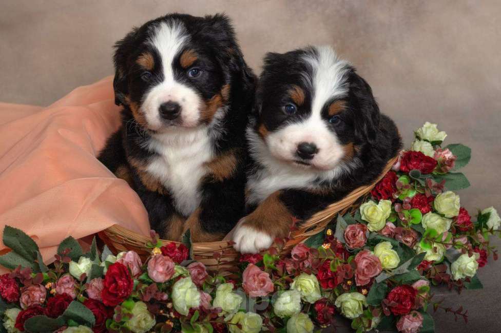 Собаки в Домодедово: Щенки бернский зенненхунд девочки Девочка, Бесплатно - фото 2