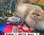 Кошки в Екатеринбурге: Хайденд Фолд Победитель выставки Мальчик, 60 000 руб. - фото 2