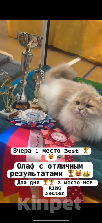 Кошки в Екатеринбурге: Хайденд Фолд Победитель выставки Мальчик, 60 000 руб. - фото 2