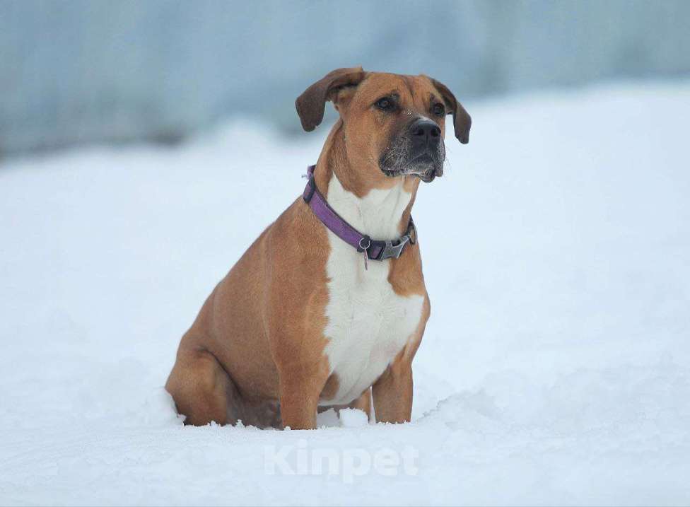 Собаки в Москве: Шикарная и активная собака Нелли  Девочка, 10 руб. - фото 3