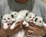 Кошки в Перми: Девчушки Рэгдолл Девочка, 68 000 руб. - фото 1