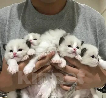 Кошки в Перми: Девчушки Рэгдолл Девочка, 68 000 руб. - фото 1