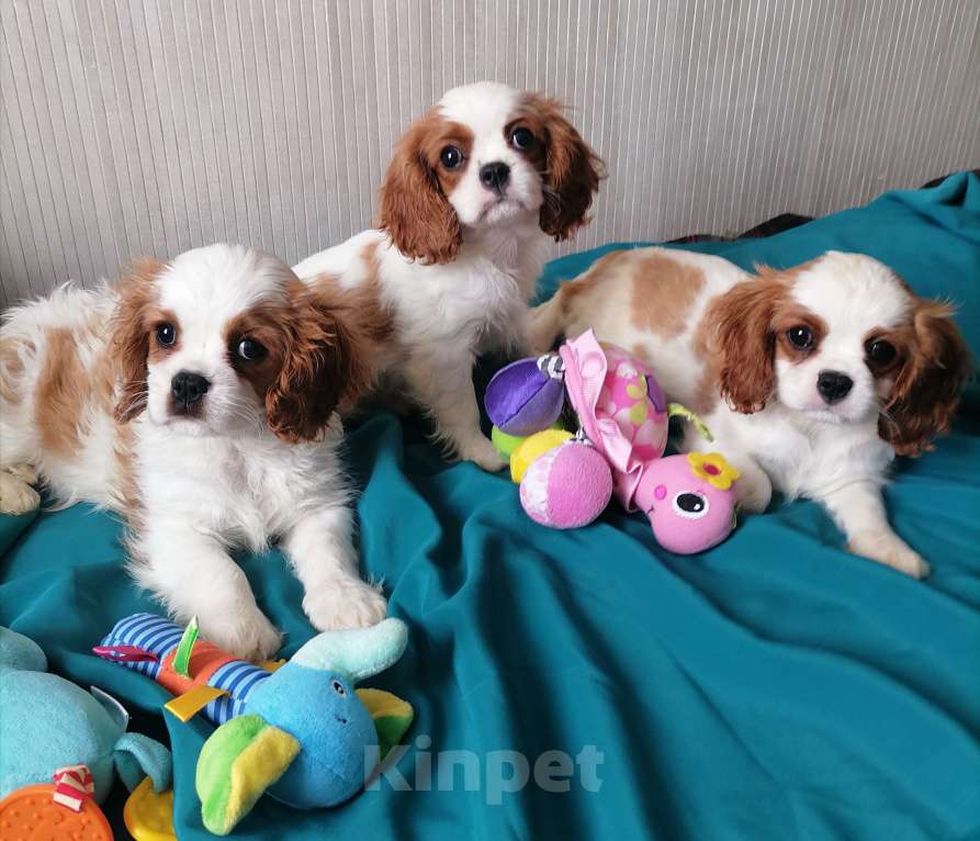 Собаки в Москве: Щеночки Кавалер Кинг Чарльз спаниель. Девочка, 120 000 руб. - фото 4