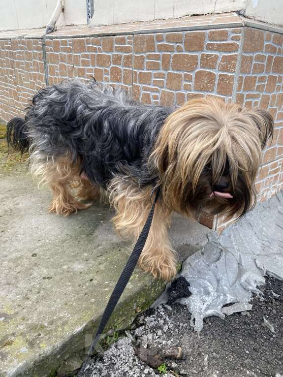 Собаки в Ростове-на-Дону: Найдена Йорк (кормящая) Девочка, Бесплатно - фото 3