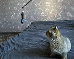 Кошки в Новосибирске: Котенок манчкин  Мальчик, 20 000 руб. - фото 5