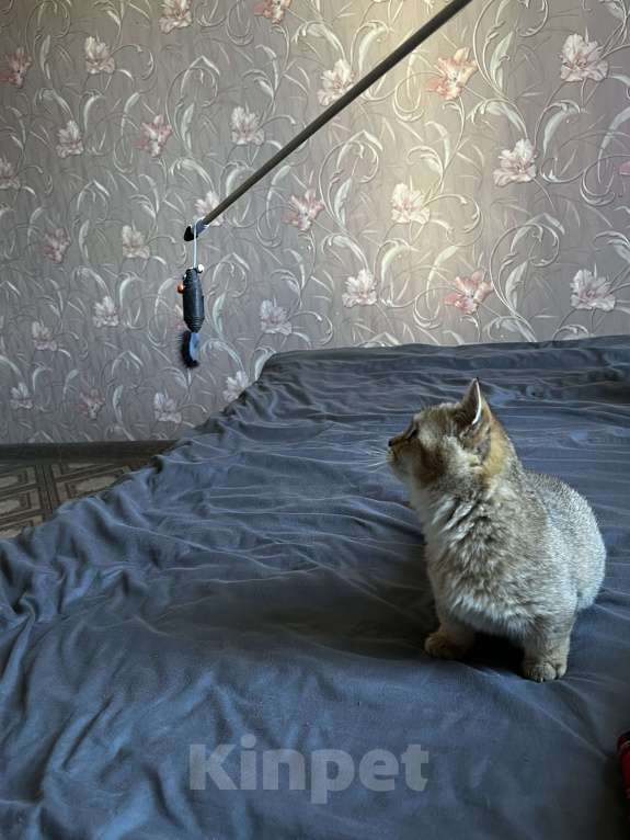 Кошки в Новосибирске: Котенок манчкин  Мальчик, 20 000 руб. - фото 5