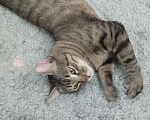 Кошки в Видном: Взрослый, ласковый котей Мальчик, 10 руб. - фото 2