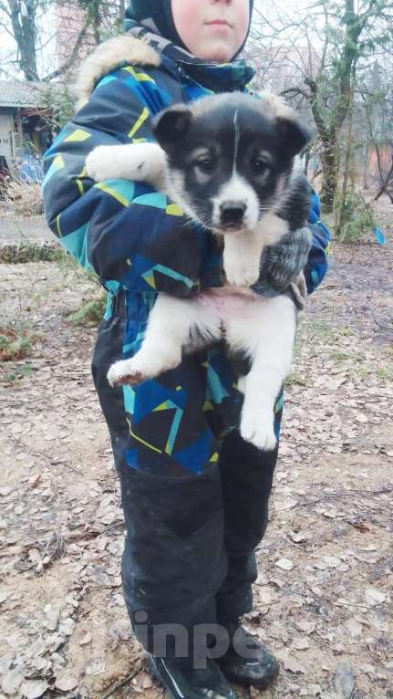 Собаки в Химках: Отдам в добрые руки щенков породы Мальчик, Бесплатно - фото 6