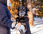 Собаки в Солнечногорске: Спокойный, уравновешенный песик в добрые руки. 2 года. Мальчик, Бесплатно - фото 5