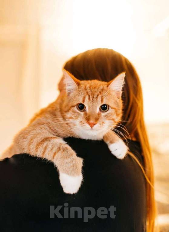 Кошки в Москве: котенок Эль ищет дом Мальчик, Бесплатно - фото 4